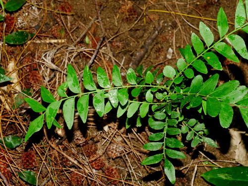 Clausena excavata