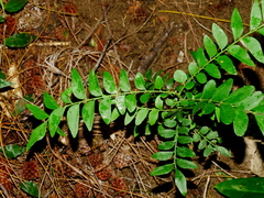 Clausena excavata