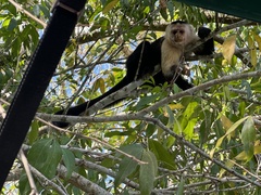 Cebus capucinus curtus
