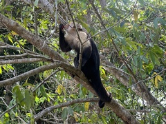 Cebus capucinus curtus