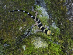 Cyrtodactylus pulchellus