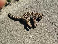 Leopardus wiedii