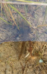 Pelophylax ridibundus