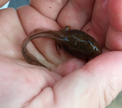 Pelophylax ridibundus