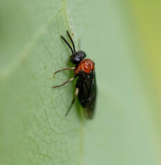 Eutomostethus ephippium