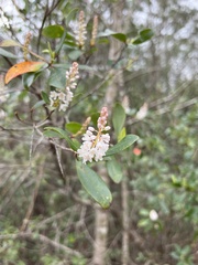 Cliftonia monophylla