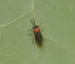 Eutomostethus ephippium