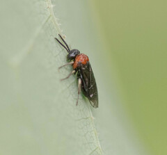 Eutomostethus ephippium