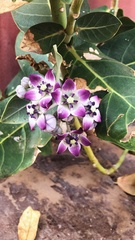 Calotropis procera