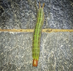 Opsiphanes invirae