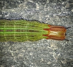 Opsiphanes invirae