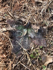 Hieracium longipilum