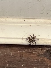 Plexippus paykulli