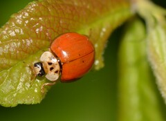 Adalia decempunctata