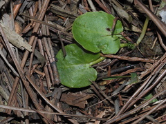 Centella erecta