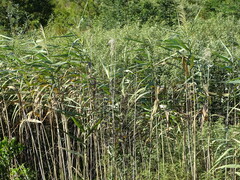 Phragmites australis australis