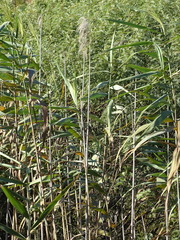 Phragmites australis australis