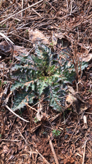 Cirsium undulatum