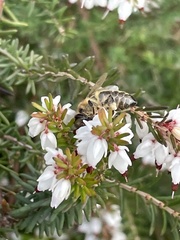 Apis mellifera