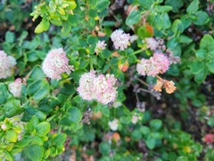 Eriogonum parvifolium