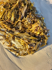 Macrocystis pyrifera