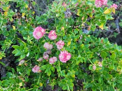 Eriogonum parvifolium