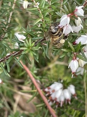 Apis mellifera