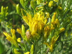 Chrysothamnus viscidiflorus lanceolatus
