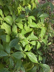 Psychotria nervosa