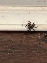 Plexippus paykulli