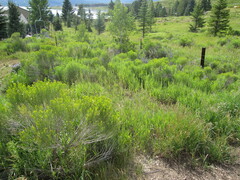 Chrysothamnus viscidiflorus lanceolatus