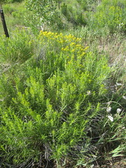 Chrysothamnus viscidiflorus lanceolatus