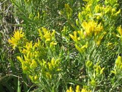 Chrysothamnus viscidiflorus lanceolatus