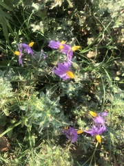Solanum virginianum
