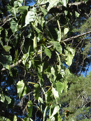 Philodendron hederaceum