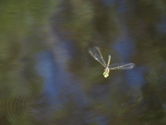 Zosteraeschna minuscula