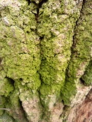 Arthoniomycetes