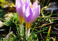 Crocus dalmaticus