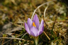 Crocus dalmaticus