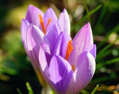 Crocus dalmaticus