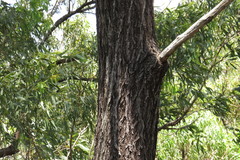Eucalyptus drepanophylla