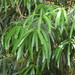 Podocarpus grayae - Photo (c) coenobita, osa oikeuksista pidätetään (CC BY), lähettänyt coenobita