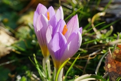 Crocus dalmaticus