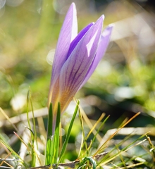 Crocus dalmaticus