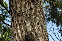 Eucalyptus drepanophylla