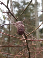 Rabdophaga strobiloides