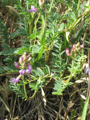 Astragalus hallii