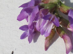 Astragalus hallii
