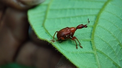 Attelabidae