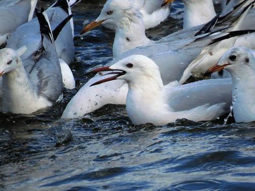 Slender-billed Gull
